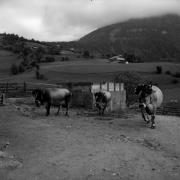 Almabtrieb: Kühe/Rinder (Positivo) di Foto Elisabeth Fuchs-Hauffen, Überlingen/Bodensee,Fuchs-Hauffen, Elisabeth (1966/09/01 - 1966/09/93)