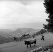 Almabtrieb: Kühe/Rinder (Positivo) di Foto Elisabeth Fuchs-Hauffen, Überlingen/Bodensee,Fuchs-Hauffen, Elisabeth (1966/09/01 - 1966/09/93)