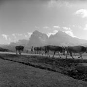 Almabtrieb: Kühe/Rinder (Positivo) di Foto Elisabeth Fuchs-Hauffen, Überlingen/Bodensee,Fuchs-Hauffen, Elisabeth (1966/09/01 - 1966/09/93)