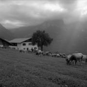 Almabtrieb: Kühe/Rinder (Positivo) di Foto Elisabeth Fuchs-Hauffen, Überlingen/Bodensee,Fuchs-Hauffen, Elisabeth (1966/09/01 - 1966/09/93)