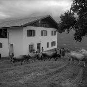 Almabtrieb: Kühe/Rinder (Positivo) di Foto Elisabeth Fuchs-Hauffen, Überlingen/Bodensee,Fuchs-Hauffen, Elisabeth (1966/09/01 - 1966/09/93)