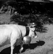 Almabtrieb: Kühe/Rinder (Positivo) di Foto Elisabeth Fuchs-Hauffen, Überlingen/Bodensee,Fuchs-Hauffen, Elisabeth (1966/09/01 - 1966/09/93)