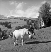 Almabtrieb: Kühe/Rinder (Positivo) di Foto Elisabeth Fuchs-Hauffen, Überlingen/Bodensee,Fuchs-Hauffen, Elisabeth (1966/09/01 - 1966/09/93)