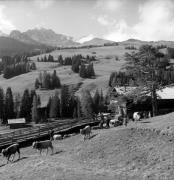 Almabtrieb: Kühe/Rinder (Positivo) di Foto Elisabeth Fuchs-Hauffen, Überlingen/Bodensee,Fuchs-Hauffen, Elisabeth (1966/09/01 - 1966/09/93)