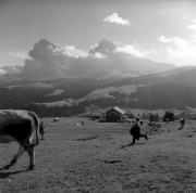 Almabtrieb: Kühe/Rinder (Positivo) di Foto Elisabeth Fuchs-Hauffen, Überlingen/Bodensee,Fuchs-Hauffen, Elisabeth (1966/09/01 - 1966/09/93)