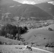 pecora(e) (Positivo) di Foto Elisabeth Fuchs-Hauffen, Überlingen/Bodensee,Fuchs-Hauffen, Elisabeth (1966/09/01 - 1966/09/93)