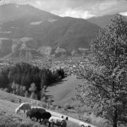 pecora(e) (Positivo) di Foto Elisabeth Fuchs-Hauffen, Überlingen/Bodensee,Fuchs-Hauffen, Elisabeth (1966/09/01 - 1966/09/93)