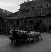 uomo (Positivo) di Foto Elisabeth Fuchs-Hauffen, Überlingen/Bodensee,Fuchs-Hauffen, Elisabeth (1966/07/01 - 1966/07/31)