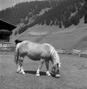 cavallo (Positivo) di Foto Elisabeth Fuchs-Hauffen, Überlingen/Bodensee,Fuchs-Hauffen, Elisabeth (1966/09/01 - 1966/09/93)