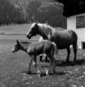 cavallo (Positivo) di Foto Elisabeth Fuchs-Hauffen, Überlingen/Bodensee,Fuchs-Hauffen, Elisabeth (1966/09/01 - 1966/09/93)