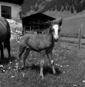 cavallo (Positivo) di Foto Elisabeth Fuchs-Hauffen, Überlingen/Bodensee,Fuchs-Hauffen, Elisabeth (1966/09/01 - 1966/09/93)