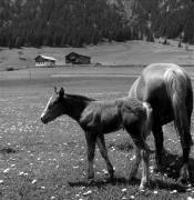 cavallo (Positivo) di Foto Elisabeth Fuchs-Hauffen, Überlingen/Bodensee,Fuchs-Hauffen, Elisabeth (1966/09/01 - 1966/09/93)