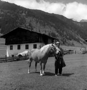 cavallo (Positivo) di Foto Elisabeth Fuchs-Hauffen, Überlingen/Bodensee,Fuchs-Hauffen, Elisabeth (1966/09/01 - 1966/09/93)