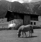 cavallo (Positivo) di Foto Elisabeth Fuchs-Hauffen, Überlingen/Bodensee,Fuchs-Hauffen, Elisabeth (1966/09/01 - 1966/09/93)