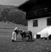 cavallo (Positivo) di Foto Elisabeth Fuchs-Hauffen, Überlingen/Bodensee,Fuchs-Hauffen, Elisabeth (1966/09/01 - 1966/09/93)