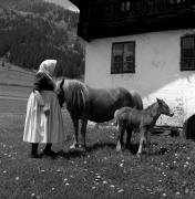 cavallo (Positivo) di Foto Elisabeth Fuchs-Hauffen, Überlingen/Bodensee,Fuchs-Hauffen, Elisabeth (1966/09/01 - 1966/09/93)