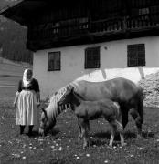 cavallo (Positivo) di Foto Elisabeth Fuchs-Hauffen, Überlingen/Bodensee,Fuchs-Hauffen, Elisabeth (1966/09/01 - 1966/09/93)