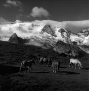 cavallo (Positivo) di Foto Elisabeth Fuchs-Hauffen, Überlingen/Bodensee,Fuchs-Hauffen, Elisabeth (1966/07/01 - 1966/07/31)