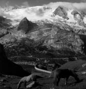 cavallo (Positivo) di Foto Elisabeth Fuchs-Hauffen, Überlingen/Bodensee,Fuchs-Hauffen, Elisabeth (1966/07/01 - 1966/07/31)