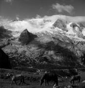 cavallo (Positivo) di Foto Elisabeth Fuchs-Hauffen, Überlingen/Bodensee,Fuchs-Hauffen, Elisabeth (1966/07/01 - 1966/07/31)