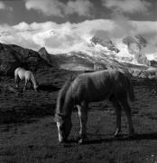 cavallo (Positivo) di Foto Elisabeth Fuchs-Hauffen, Überlingen/Bodensee,Fuchs-Hauffen, Elisabeth (1966/07/01 - 1966/07/31)