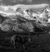 cavallo (Positivo) di Foto Elisabeth Fuchs-Hauffen, Überlingen/Bodensee,Fuchs-Hauffen, Elisabeth (1966/07/01 - 1966/07/31)