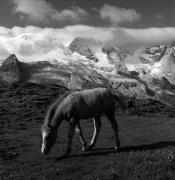 cavallo (Positivo) di Foto Elisabeth Fuchs-Hauffen, Überlingen/Bodensee,Fuchs-Hauffen, Elisabeth (1966/07/01 - 1966/07/31)