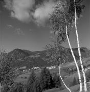 Birke (Positivo) di Foto Elisabeth Fuchs-Hauffen, Überlingen/Bodensee,Fuchs-Hauffen, Elisabeth (1969/10/01 - 1969/10/31)