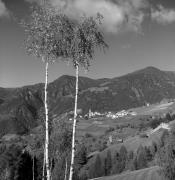 Birke (Positivo) di Foto Elisabeth Fuchs-Hauffen, Überlingen/Bodensee,Fuchs-Hauffen, Elisabeth (1969/10/01 - 1969/10/31)