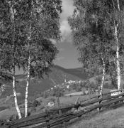 Birke (Positivo) di Foto Elisabeth Fuchs-Hauffen, Überlingen/Bodensee,Fuchs-Hauffen, Elisabeth (1969/10/01 - 1969/10/31)