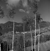 Birke (Positivo) di Foto Elisabeth Fuchs-Hauffen, Überlingen/Bodensee,Fuchs-Hauffen, Elisabeth (1969/10/01 - 1969/10/31)