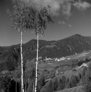 Birke (Positivo) di Foto Elisabeth Fuchs-Hauffen, Überlingen/Bodensee,Fuchs-Hauffen, Elisabeth (1969/10/01 - 1969/10/31)