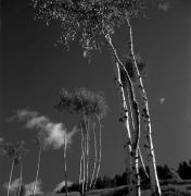 Birke (Positivo) di Foto Elisabeth Fuchs-Hauffen, Überlingen/Bodensee,Fuchs-Hauffen, Elisabeth (1969/10/01 - 1969/10/31)