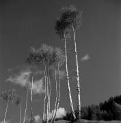 Birke (Positivo) di Foto Elisabeth Fuchs-Hauffen, Überlingen/Bodensee,Fuchs-Hauffen, Elisabeth (1969/10/01 - 1969/10/31)