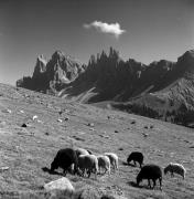 pecora(e) (Positivo) di Foto Elisabeth Fuchs-Hauffen, Überlingen/Bodensee,Fuchs-Hauffen, Elisabeth (1969/10/01 - 1969/10/31)