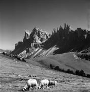 pecora(e) (Positivo) di Foto Elisabeth Fuchs-Hauffen, Überlingen/Bodensee,Fuchs-Hauffen, Elisabeth (1969/10/01 - 1969/10/31)