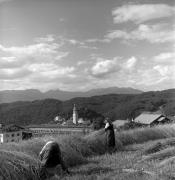 Feldarbeit (Positivo) di Foto Elisabeth Fuchs-Hauffen, Überlingen/Bodensee,Fuchs-Hauffen, Elisabeth (1969/08/01 - 1969/08/31)