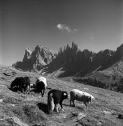 pecora(e) (Positivo) di Foto Elisabeth Fuchs-Hauffen, Überlingen/Bodensee,Fuchs-Hauffen, Elisabeth (1969/10/01 - 1969/10/31)