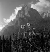 Sonnenblume (Positivo) di Foto Elisabeth Fuchs-Hauffen, Überlingen/Bodensee,Fuchs-Hauffen, Elisabeth (1969/07/01 - 1969/07/31)