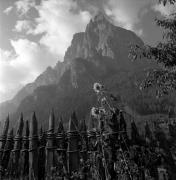 Sonnenblume (Positivo) di Foto Elisabeth Fuchs-Hauffen, Überlingen/Bodensee,Fuchs-Hauffen, Elisabeth (1969/07/01 - 1969/07/31)