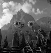 Sonnenblume (Positivo) di Foto Elisabeth Fuchs-Hauffen, Überlingen/Bodensee,Fuchs-Hauffen, Elisabeth (1969/07/01 - 1969/07/31)