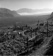 vigneto (Positivo) di Foto Elisabeth Fuchs-Hauffen, Überlingen/Bodensee,Fuchs-Hauffen, Elisabeth (1971/03/01 - 1971/03/31)