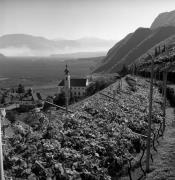 vigneto (Positivo) di Foto Elisabeth Fuchs-Hauffen, Überlingen/Bodensee,Fuchs-Hauffen, Elisabeth (1971/03/01 - 1971/03/31)