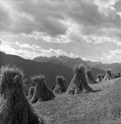 Getreideernte: Trocknen (Positivo) di Foto Elisabeth Fuchs-Hauffen, Überlingen/Bodensee,Fuchs-Hauffen, Elisabeth (1974/06/01 - 1974/06/63)