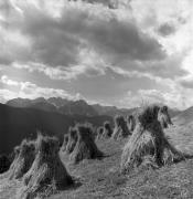 Getreideernte: Trocknen (Positivo) di Foto Elisabeth Fuchs-Hauffen, Überlingen/Bodensee,Fuchs-Hauffen, Elisabeth (1974/06/01 - 1974/06/63)