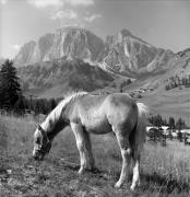 Haflingerpferd (Positivo) di Foto Elisabeth Fuchs-Hauffen, Überlingen/Bodensee,Fuchs-Hauffen, Elisabeth (1980/09/01 - 1980/09/93)