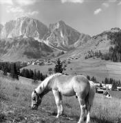 Haflingerpferd (Positivo) di Foto Elisabeth Fuchs-Hauffen, Überlingen/Bodensee,Fuchs-Hauffen, Elisabeth (1980/09/01 - 1980/09/93)