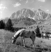 Haflingerpferd (Positivo) di Foto Elisabeth Fuchs-Hauffen, Überlingen/Bodensee,Fuchs-Hauffen, Elisabeth (1980/09/01 - 1980/09/93)