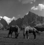 cavallo (Positivo) di Foto Elisabeth Fuchs-Hauffen, Überlingen/Bodensee,Fuchs-Hauffen, Elisabeth (1969/07/01 - 1969/07/31)