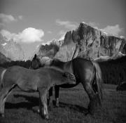 cavallo (Positivo) di Foto Elisabeth Fuchs-Hauffen, Überlingen/Bodensee,Fuchs-Hauffen, Elisabeth (1966/07/01 - 1966/07/31)